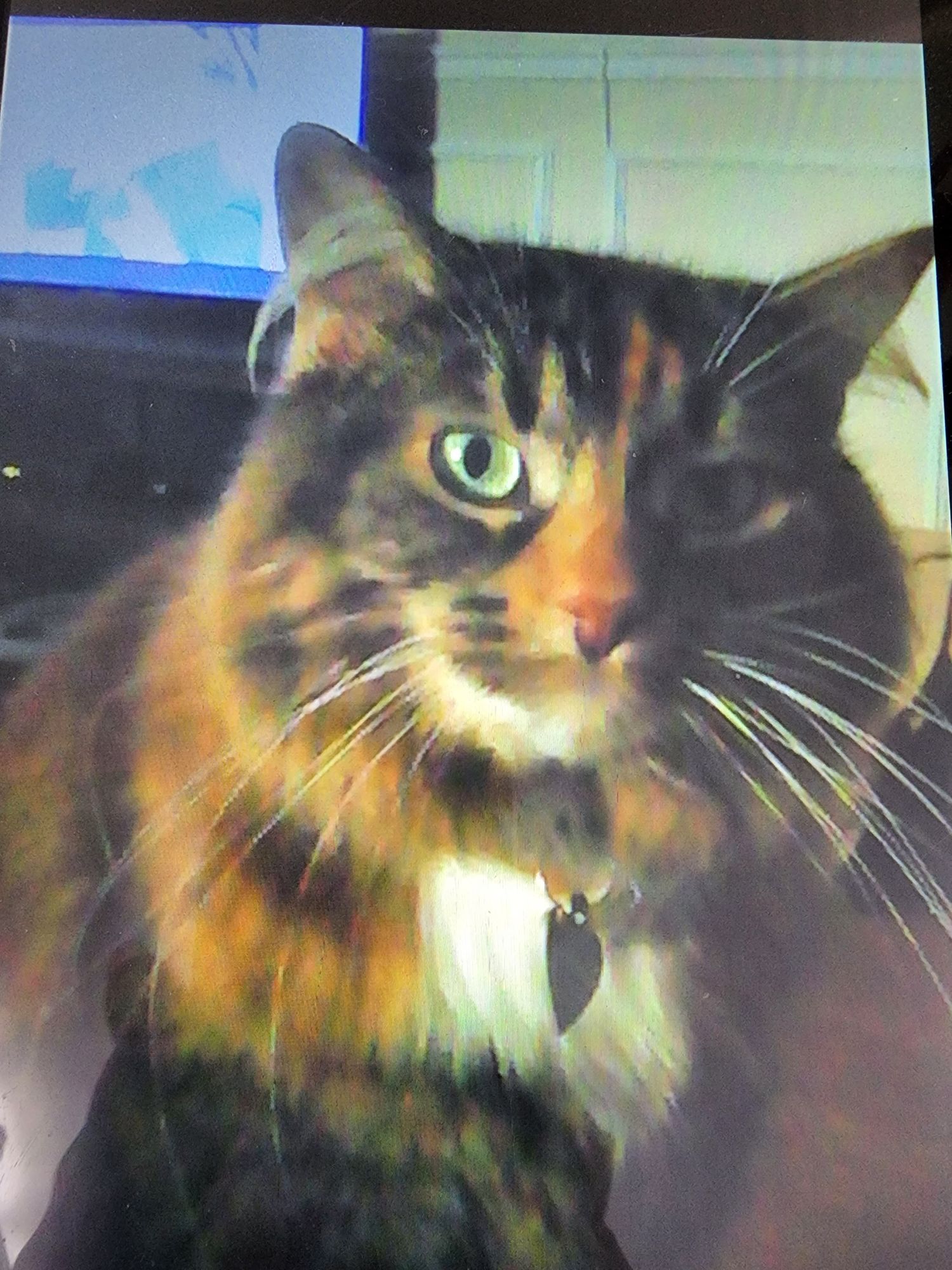 Poster of a movie about a Queen cat with brown and  copper colored fur and a crown catching a mouse in between her front paws Cinematic film...