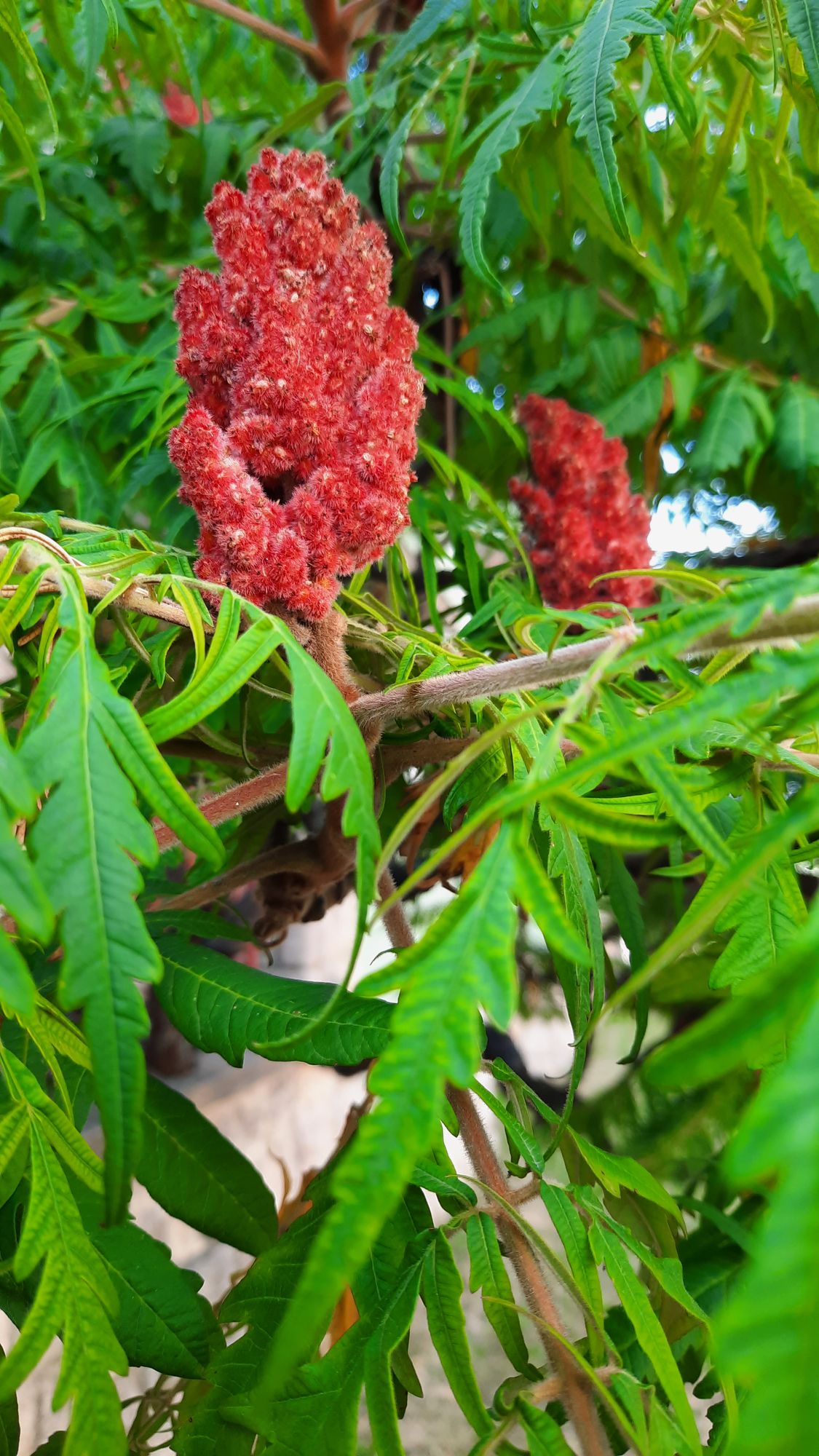 POST-APOCALYPTIC RETURN TO THE DJUNGLE #2