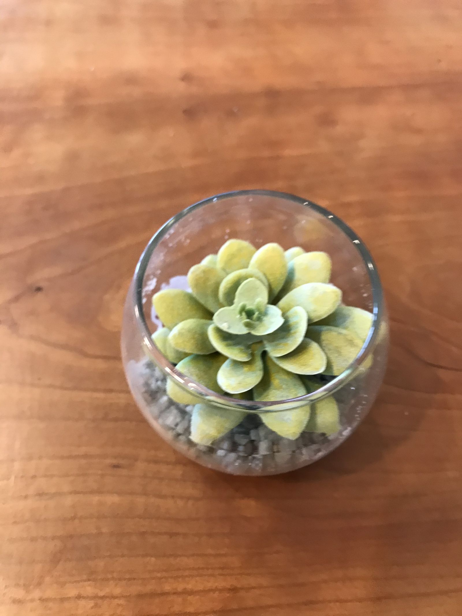 Jellybeanqueen119
