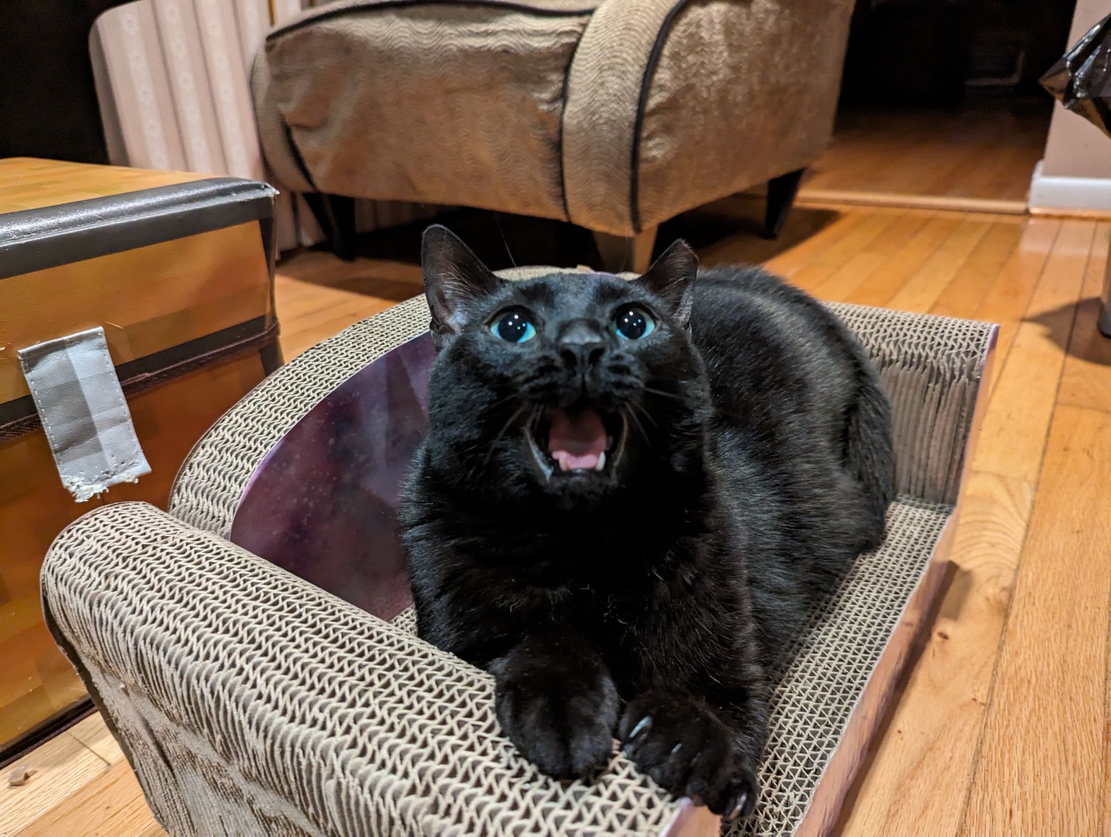 YawningCat