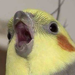 Birbify