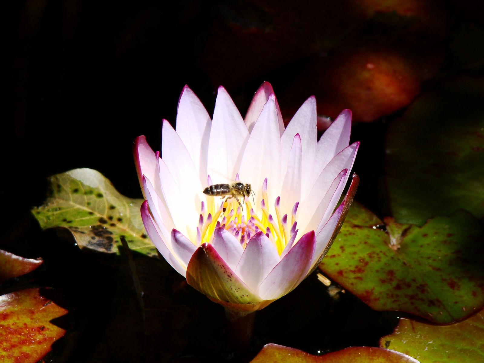 Maria Eugenia Collell