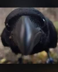 Crow