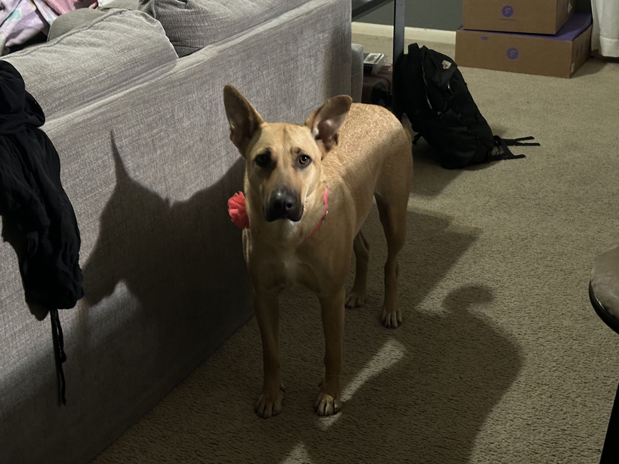 Ancient Roman war dog. In armor and mountainous background