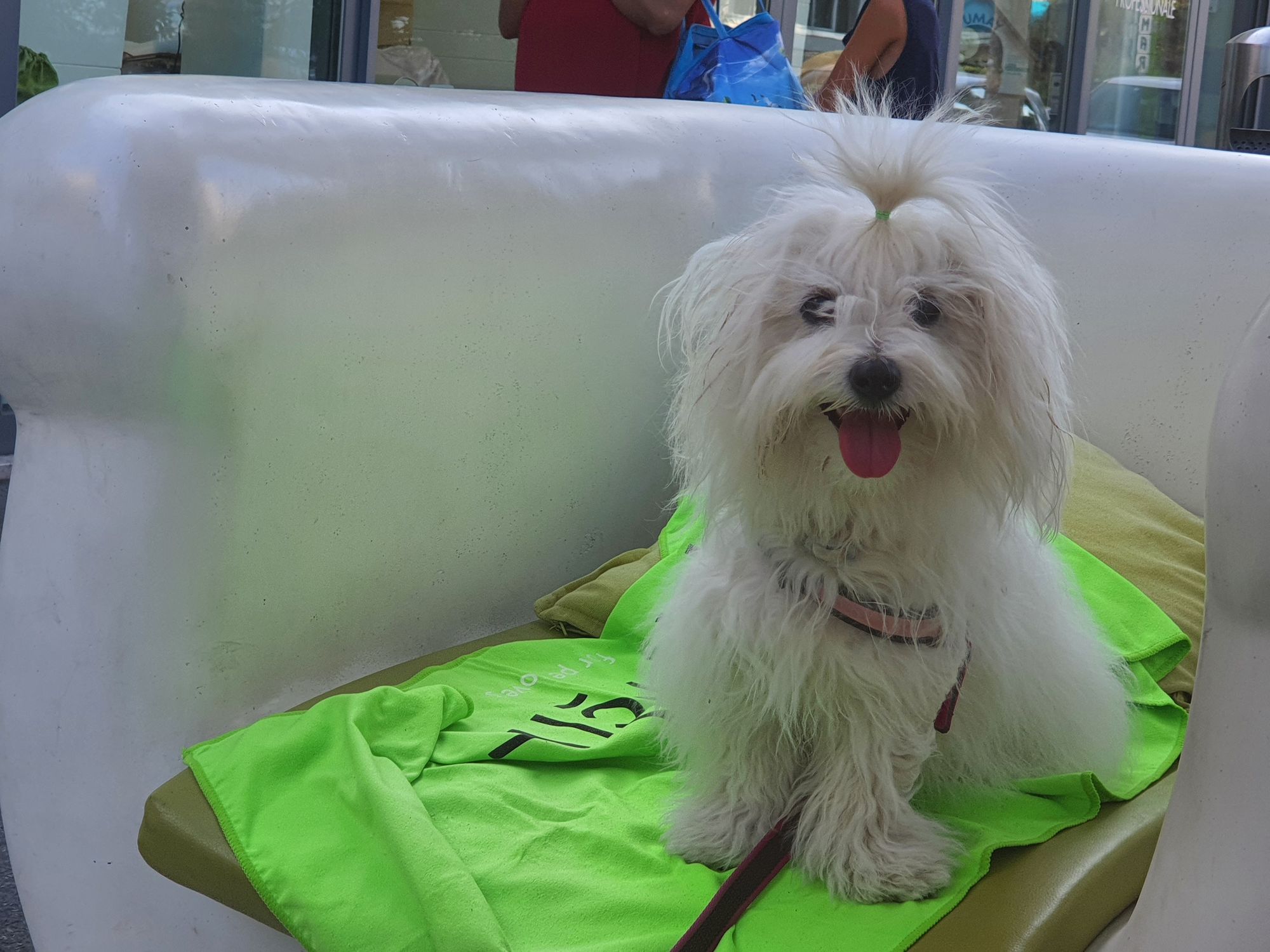 a Coton De Tulear dog in space surrounded by diamonds intricate details, HDR, beautifully shot, hyperrealistic, sharp focus, 64 megapixels,...