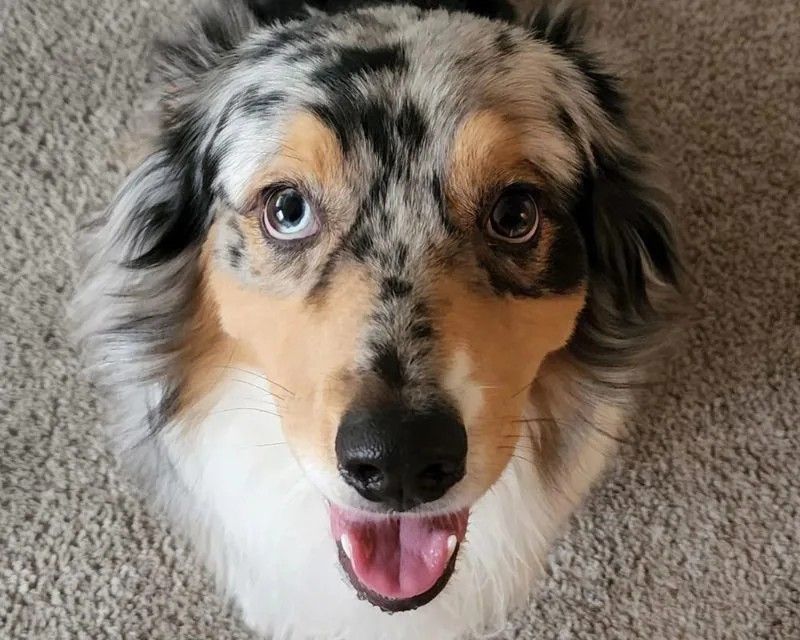 A loving, loyal, faithful austrailian sheperd 