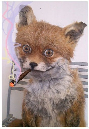 SchmokinFox
