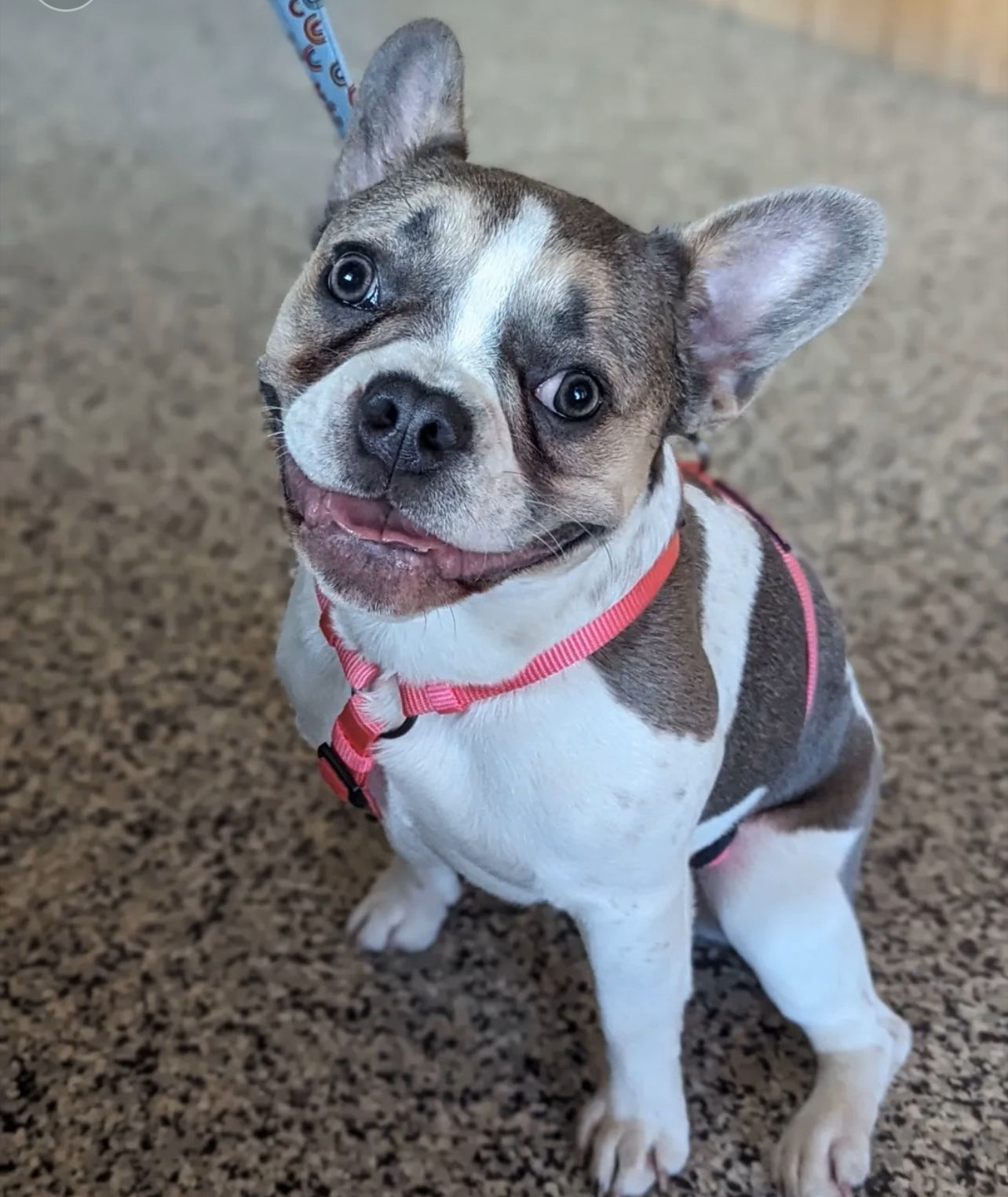 Charlotte_the_frenchie