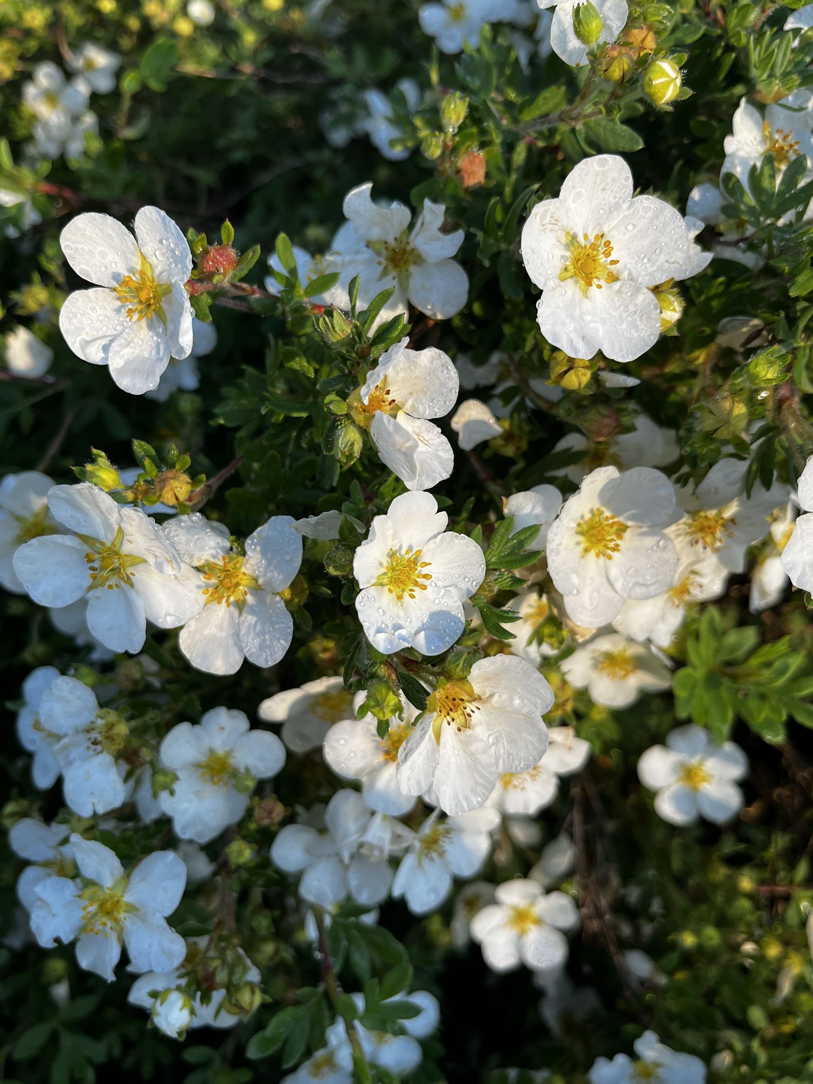 Dreaming of the Seraphims