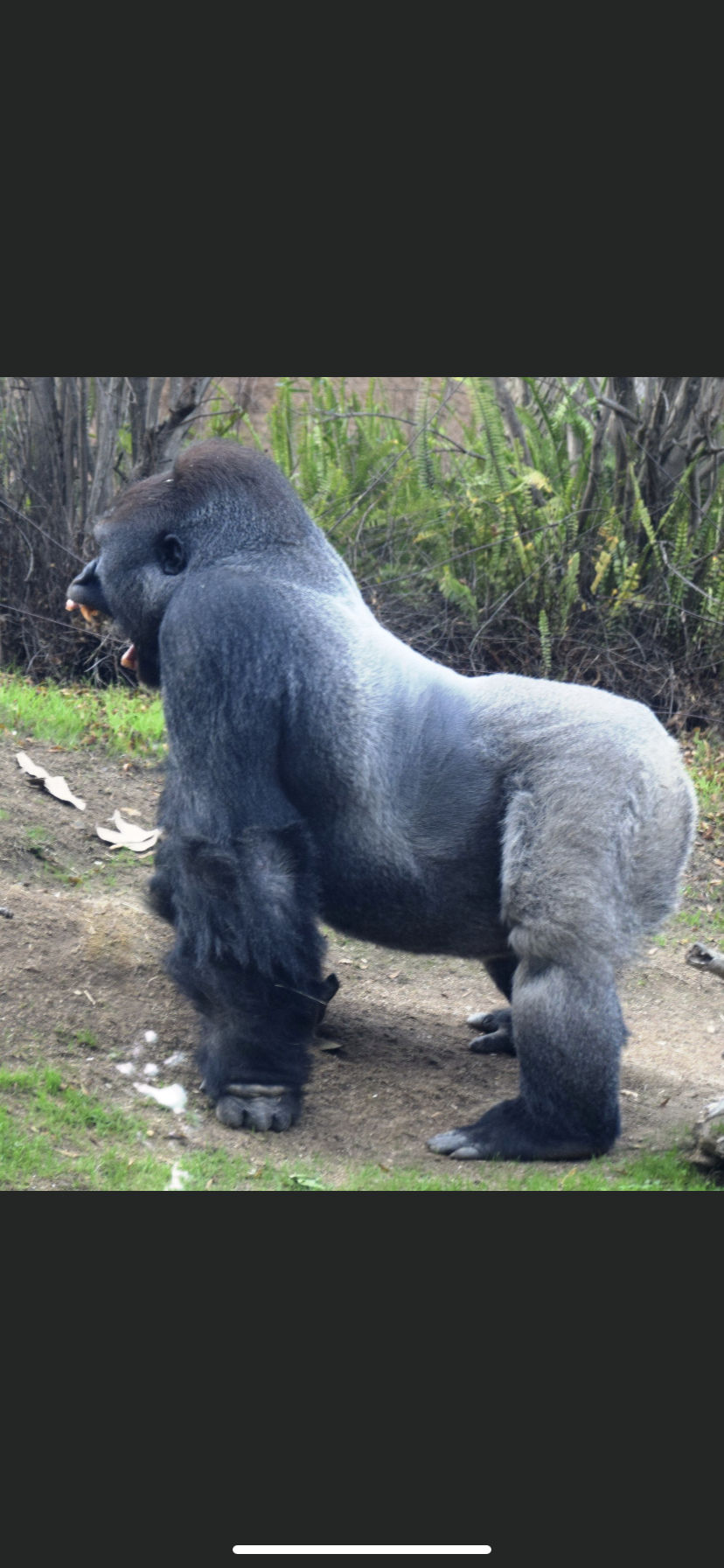 Gorilla