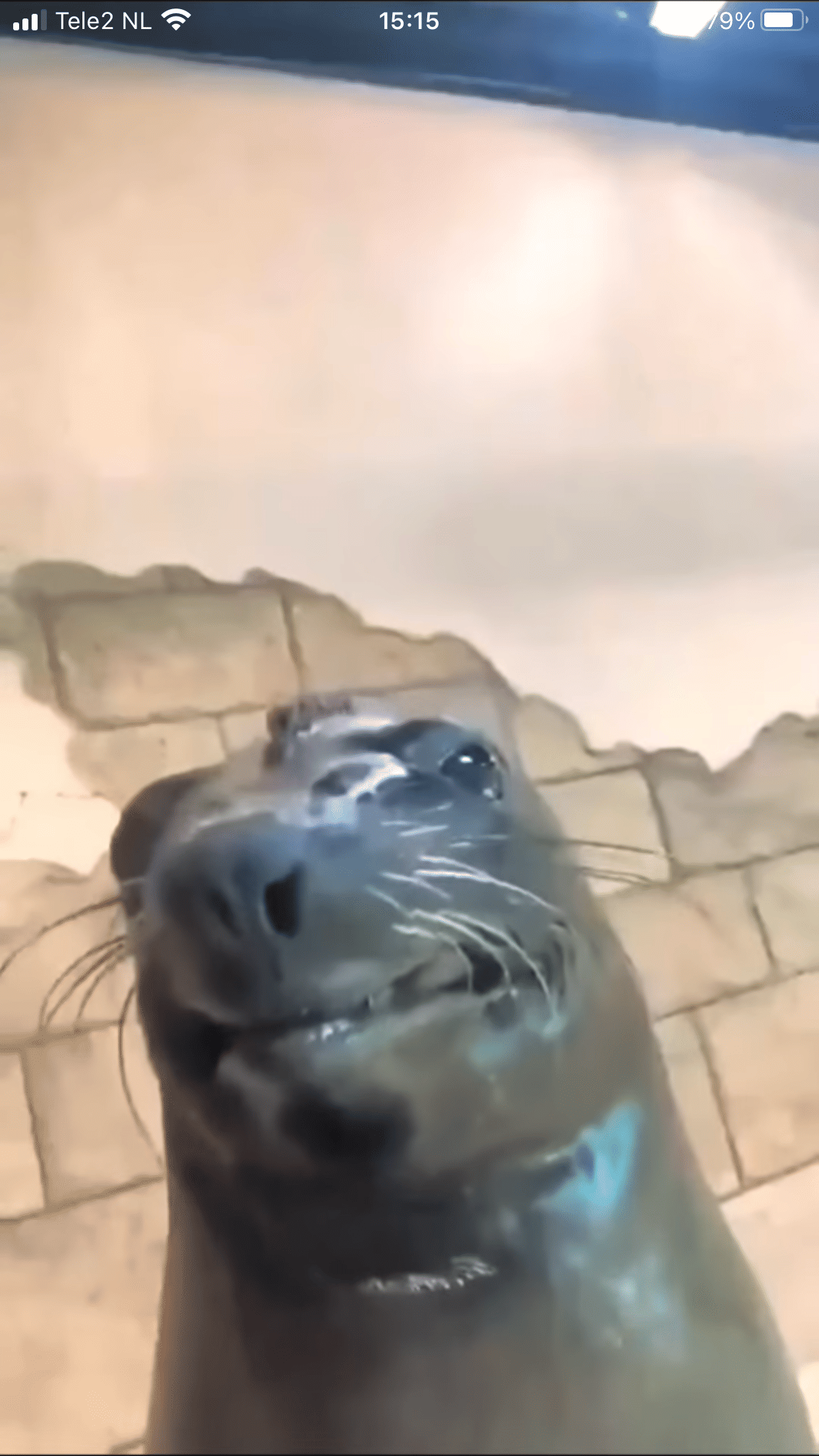 BINGUS
