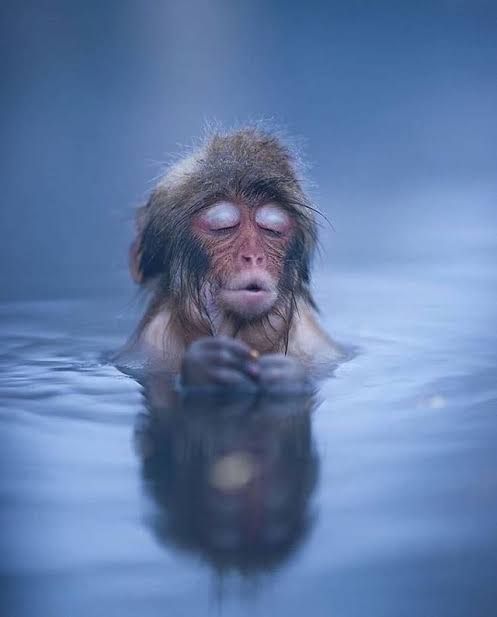 Omniscient cosmic monkey
