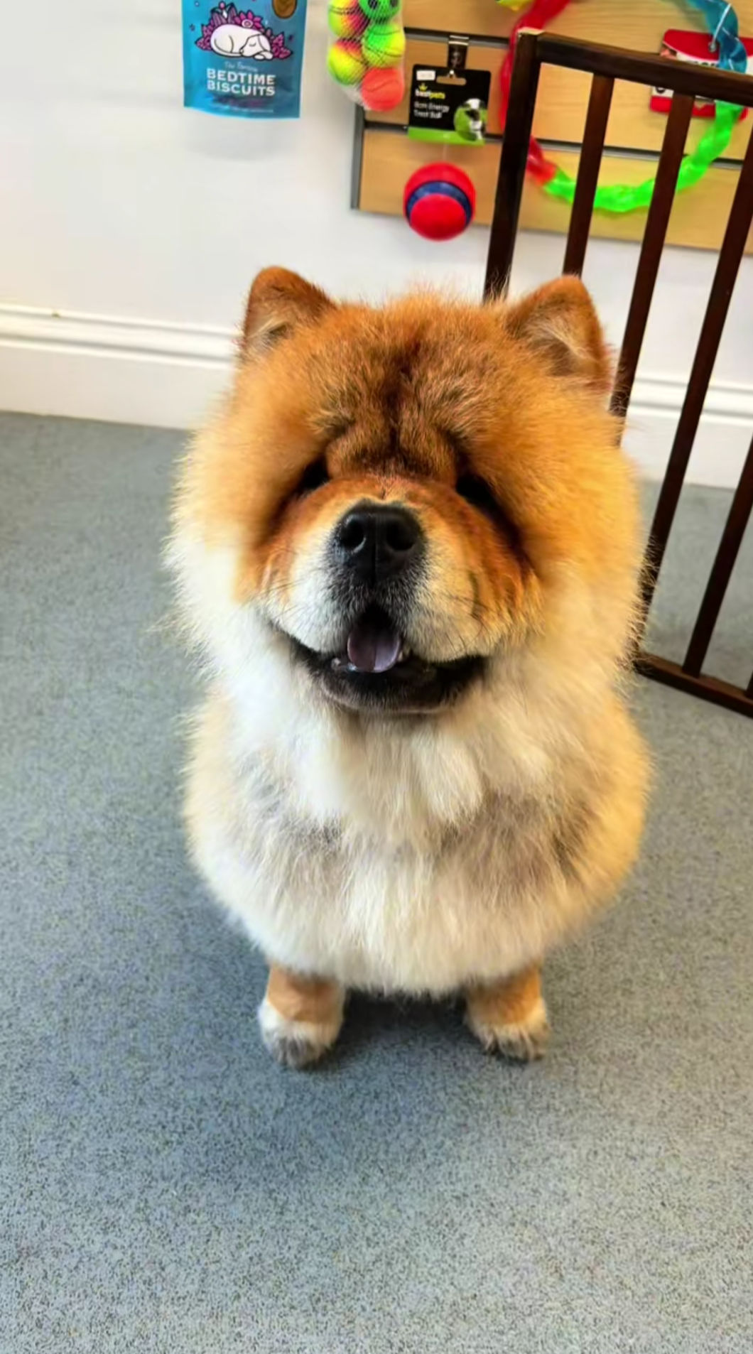 My daughter's chow chow 