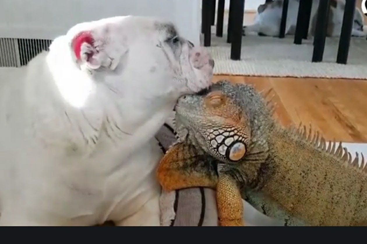 Dog and iguana that love each other