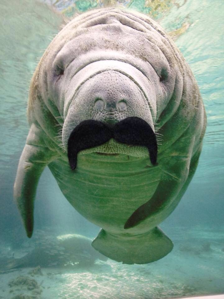 Manateeboy2121