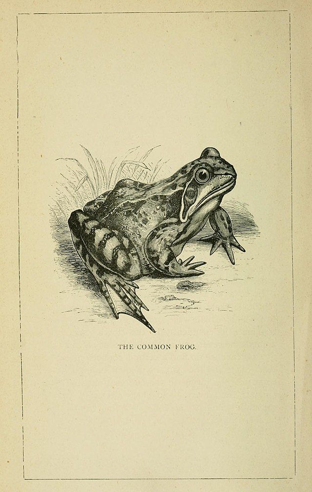 Thebloatedtoad