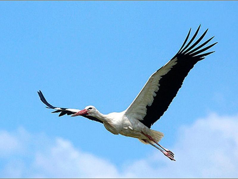 A white stork is flying. Above Polesie, above the quiet stubble. Somewhere in the swamps of the swamps the cooling thunder is buried. The wh...