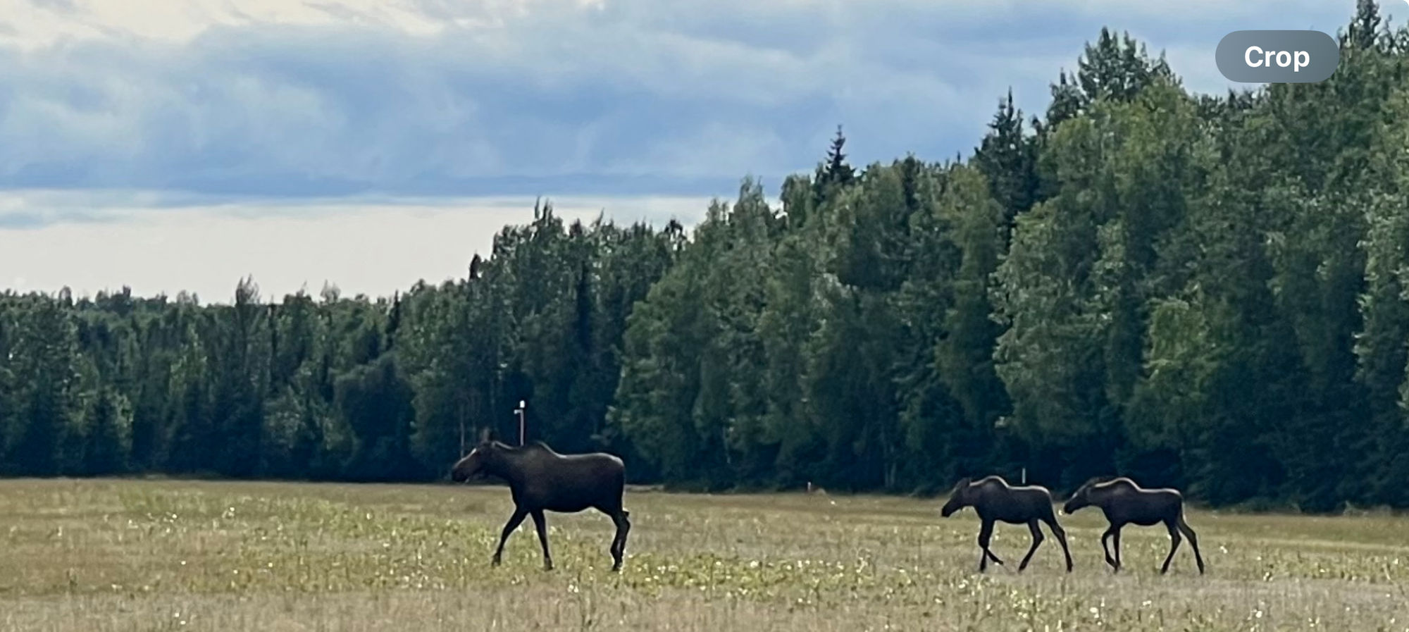 Watercolor painting Moose and calves running across meadow