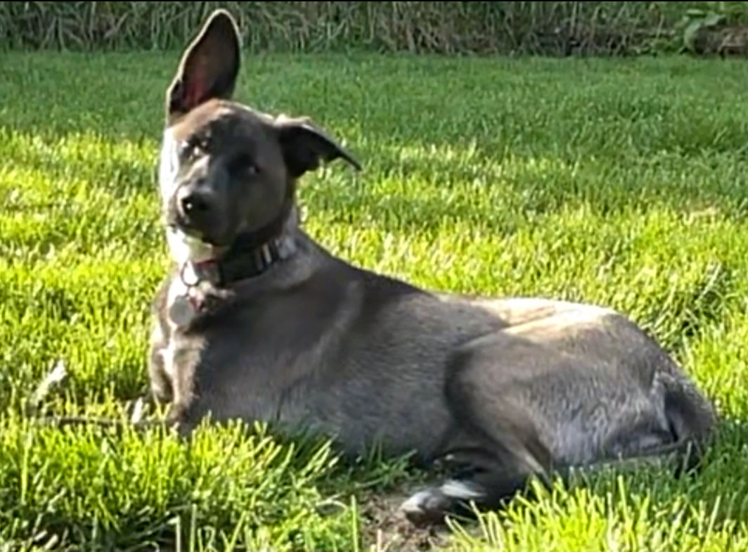 Oil impressionist painting Belgian malinois 