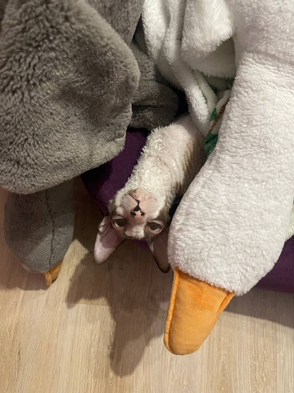 Anastasia Leckermaul