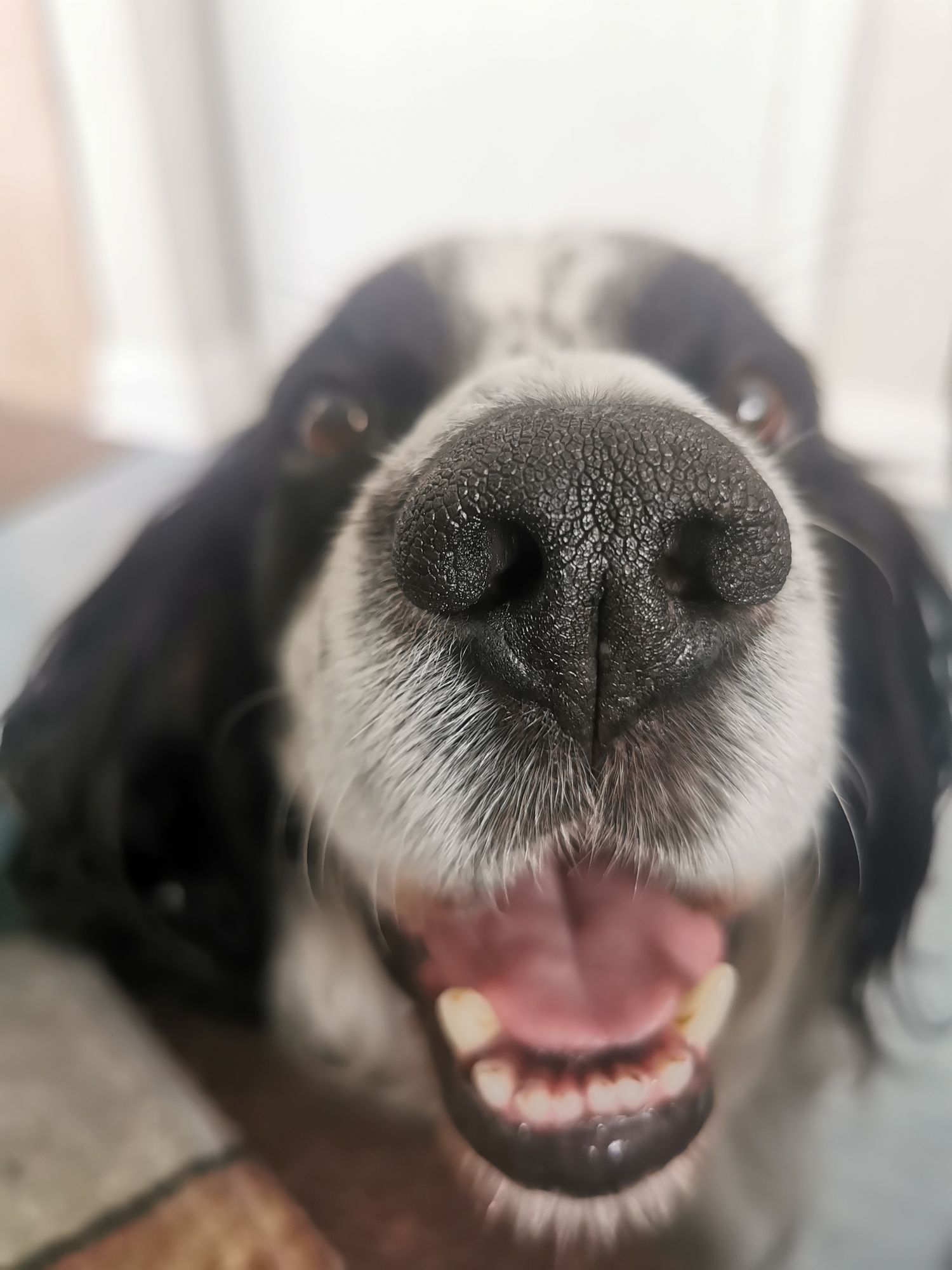 <lora:-Lunatic-:1.0> <lora:Weird Whimsy:1.0> <lora:-Bubbly-:1.0> Make a caraciture of the start image 