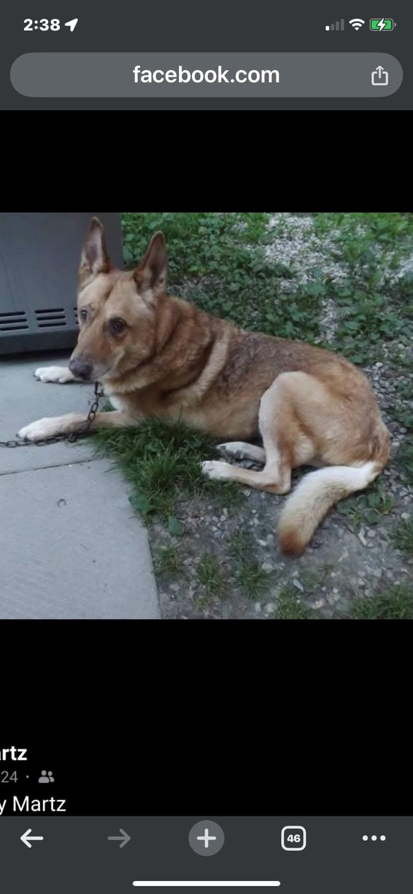 A German shepherd dog  in photo realistic  style.  He has tan fur He is lying in the grass with a chain link fence behind him.