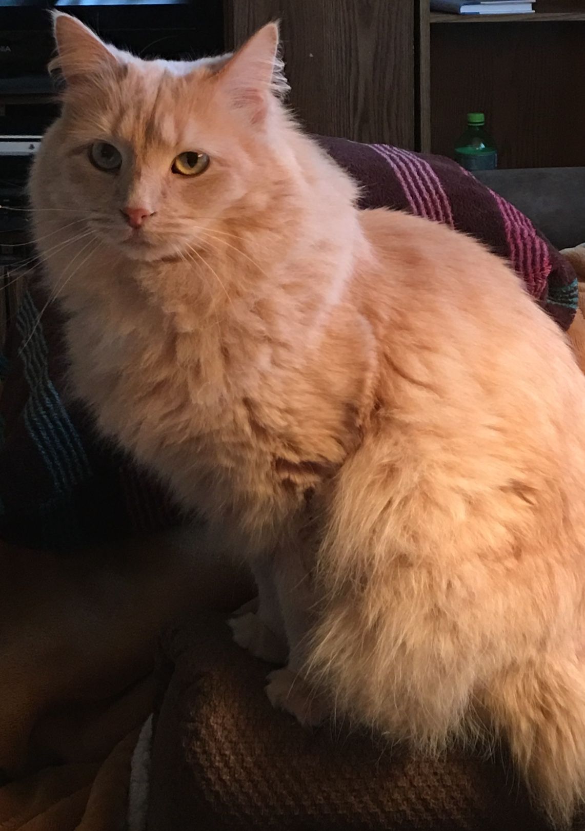 Fluffy long haired light colored super cute adorable kitty-snake, cat-snake, kitten-snake, snake-kitty