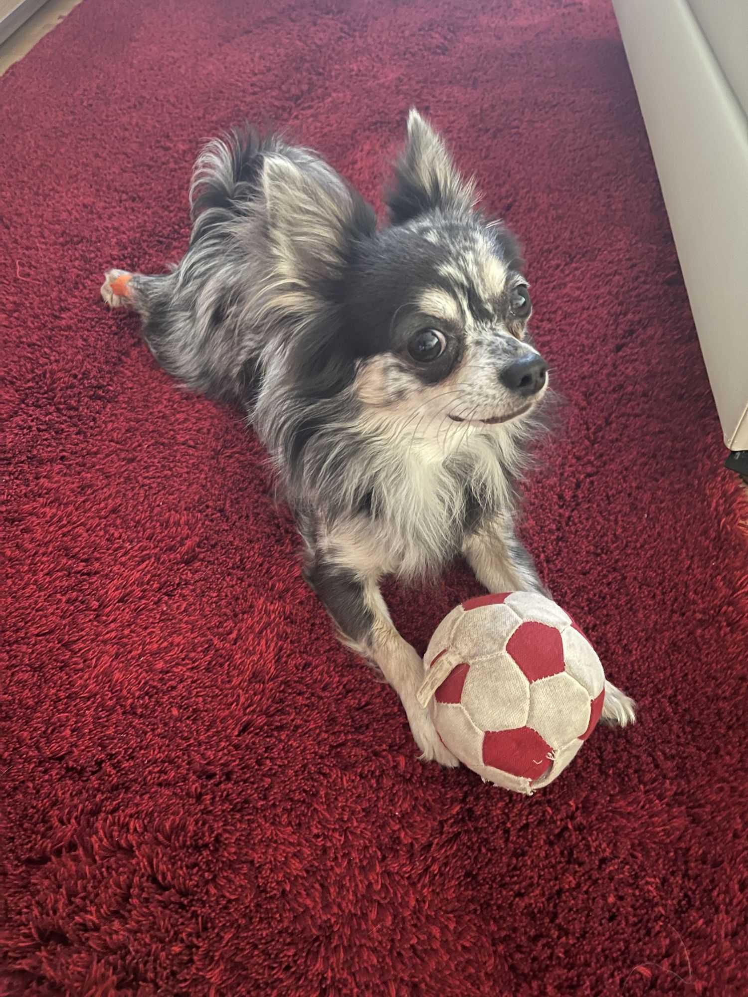 A Chihuahua surfing on a beach with palm trees, wearing sun