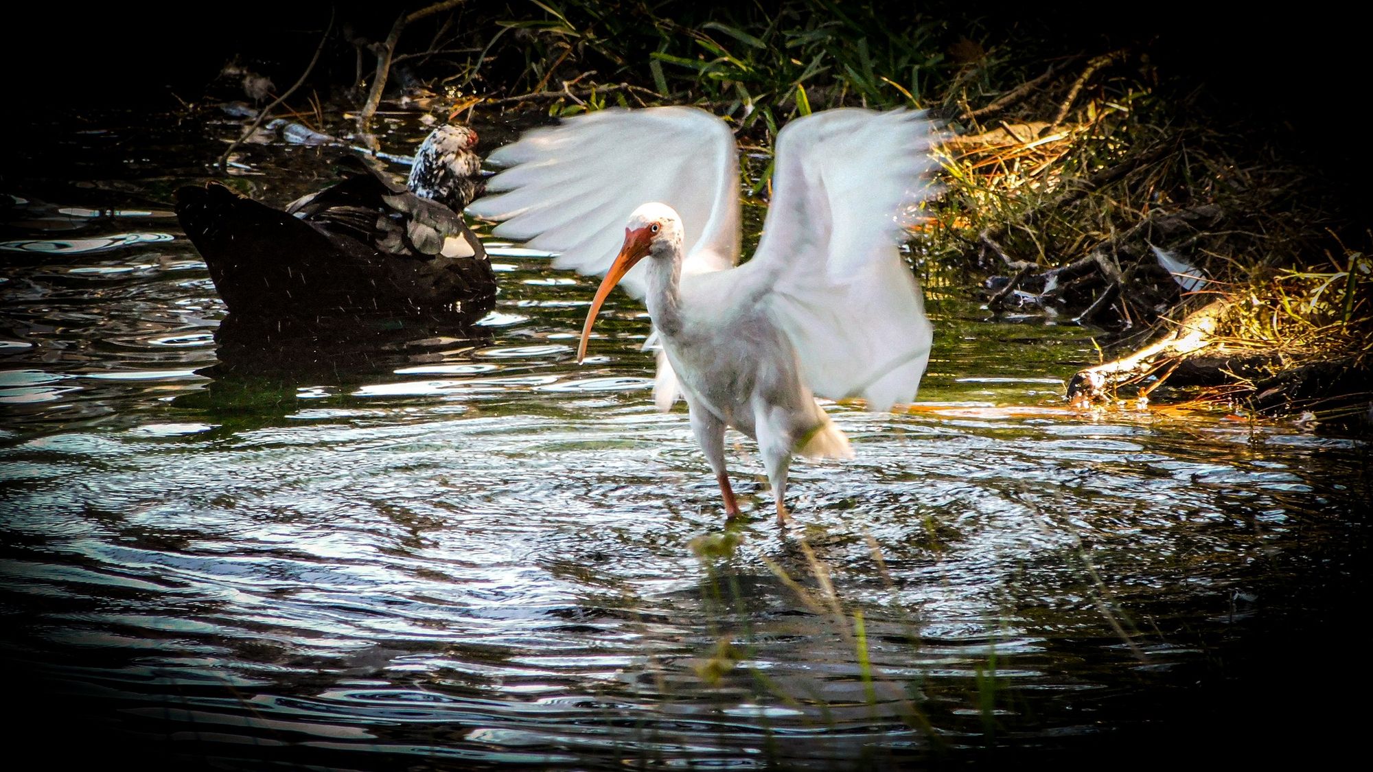 Image uploaded by user