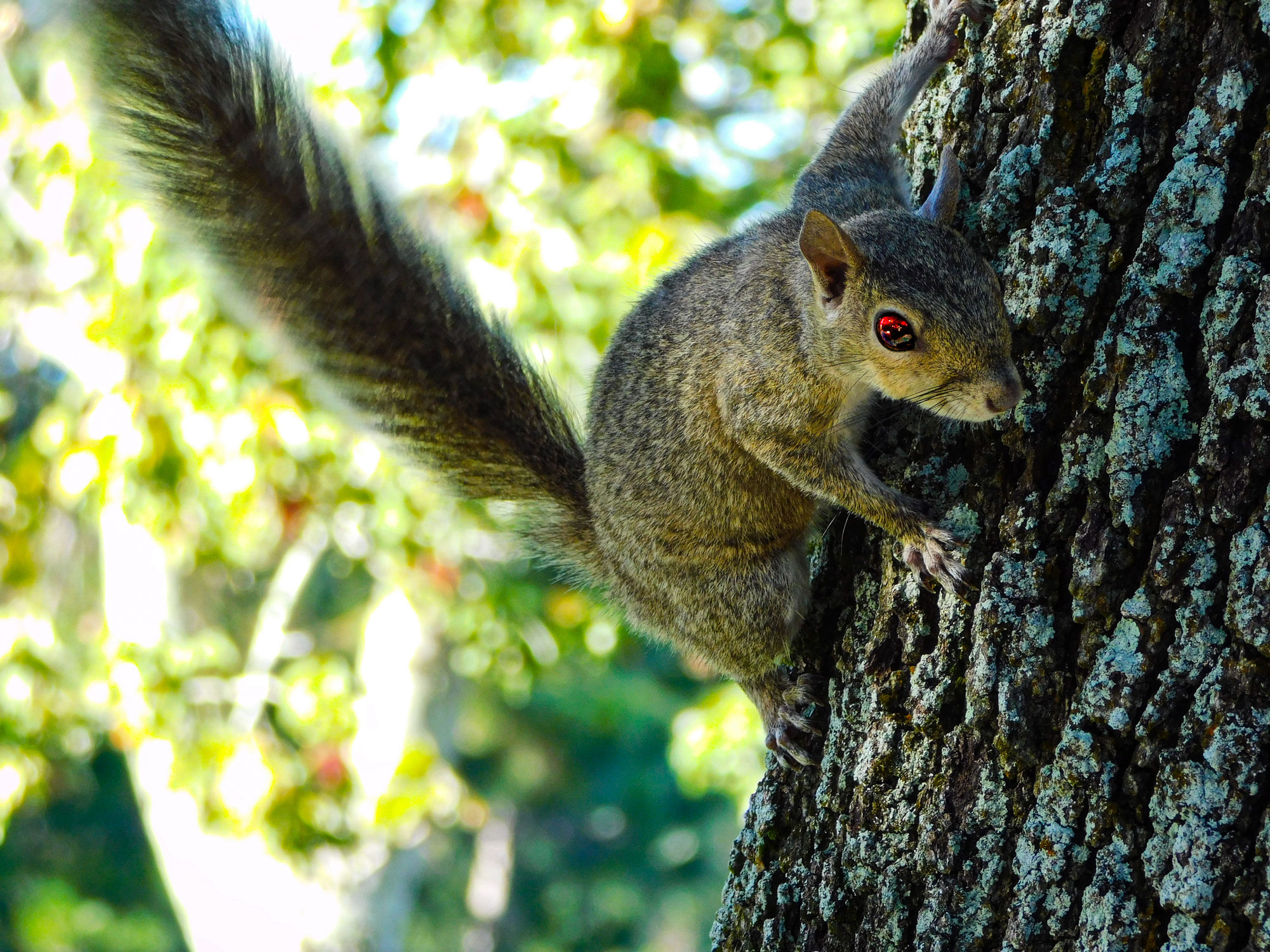 Image uploaded by user