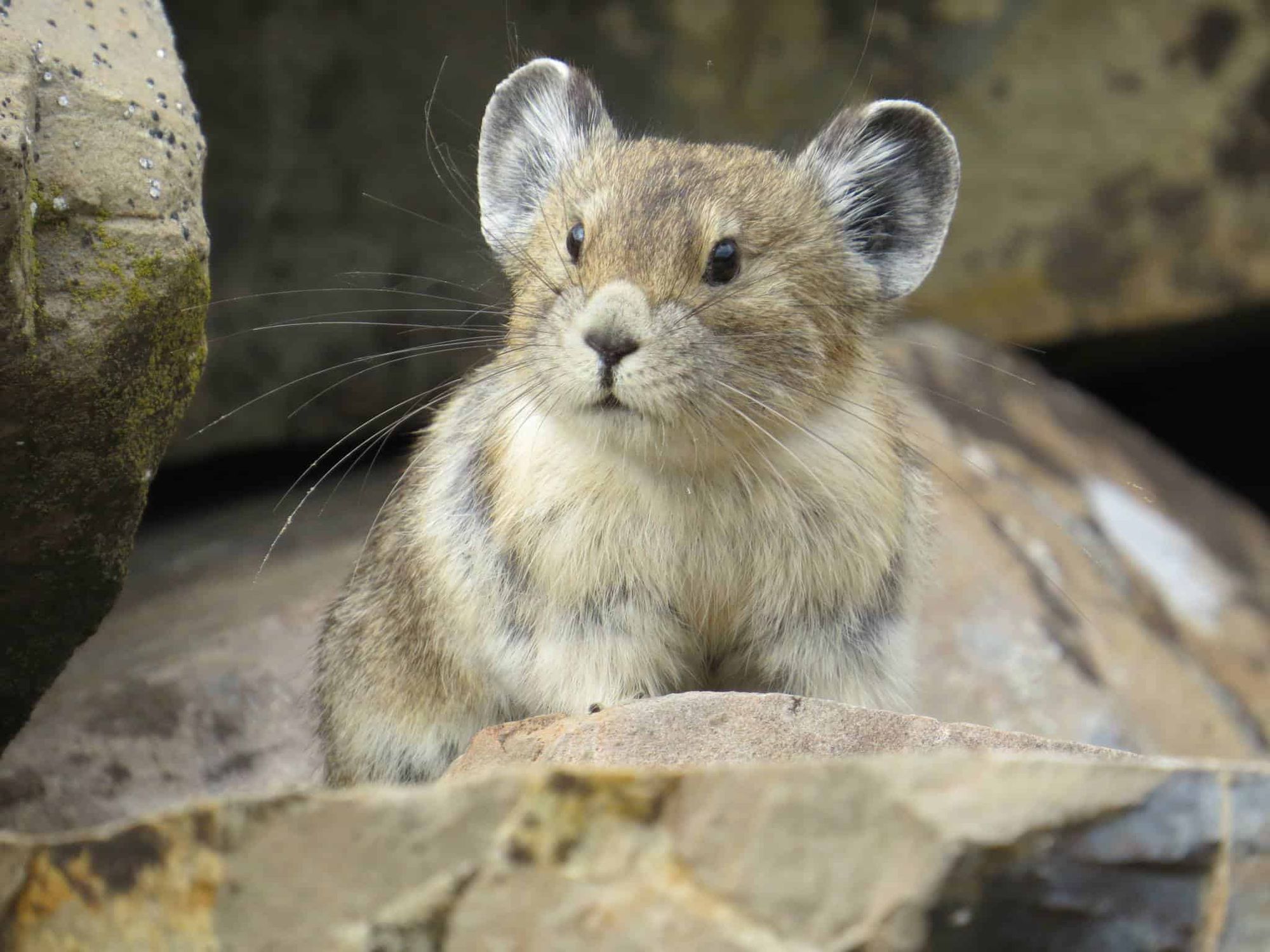 A small, fluffy pika mouse, no tail, paws are covered in fur, standing on its hind legs, dressed as a barbarian from Dungeons & Dragons. It ...