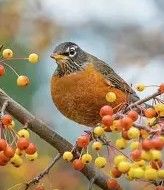  A robin!  Perhaps a relative of mine!