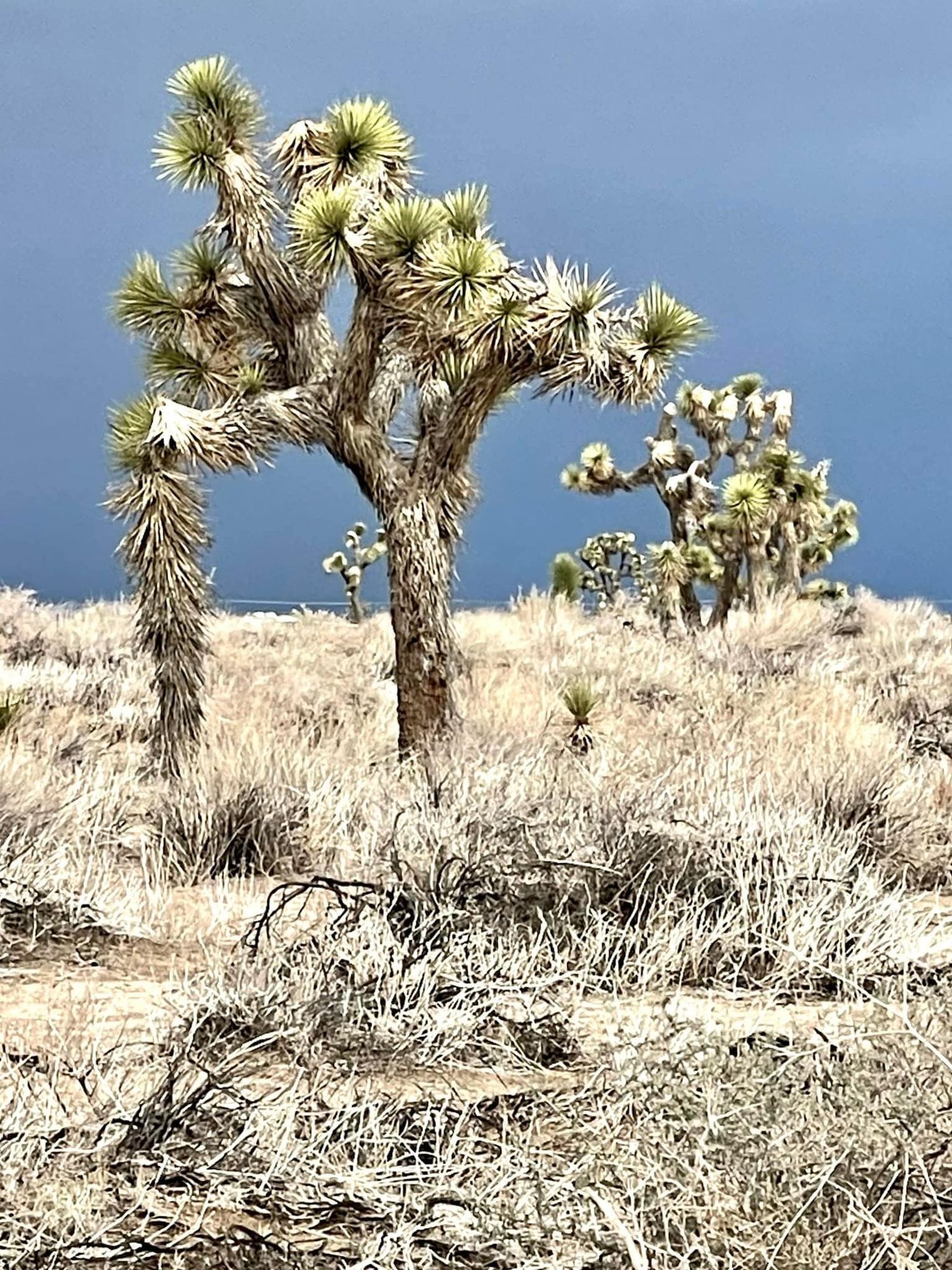Joshua Trees 