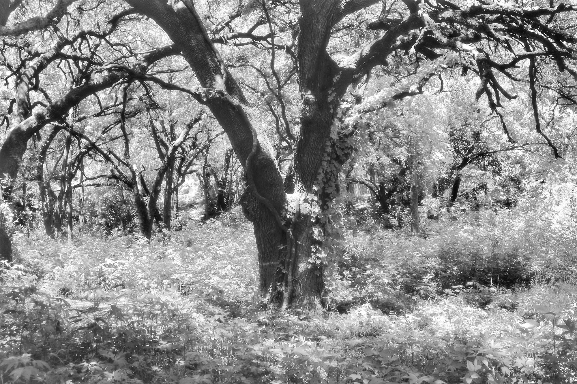 The phantasms pass / In woods wet with darkling dew: / A silence savored
