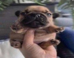 I peepee on the ceilling