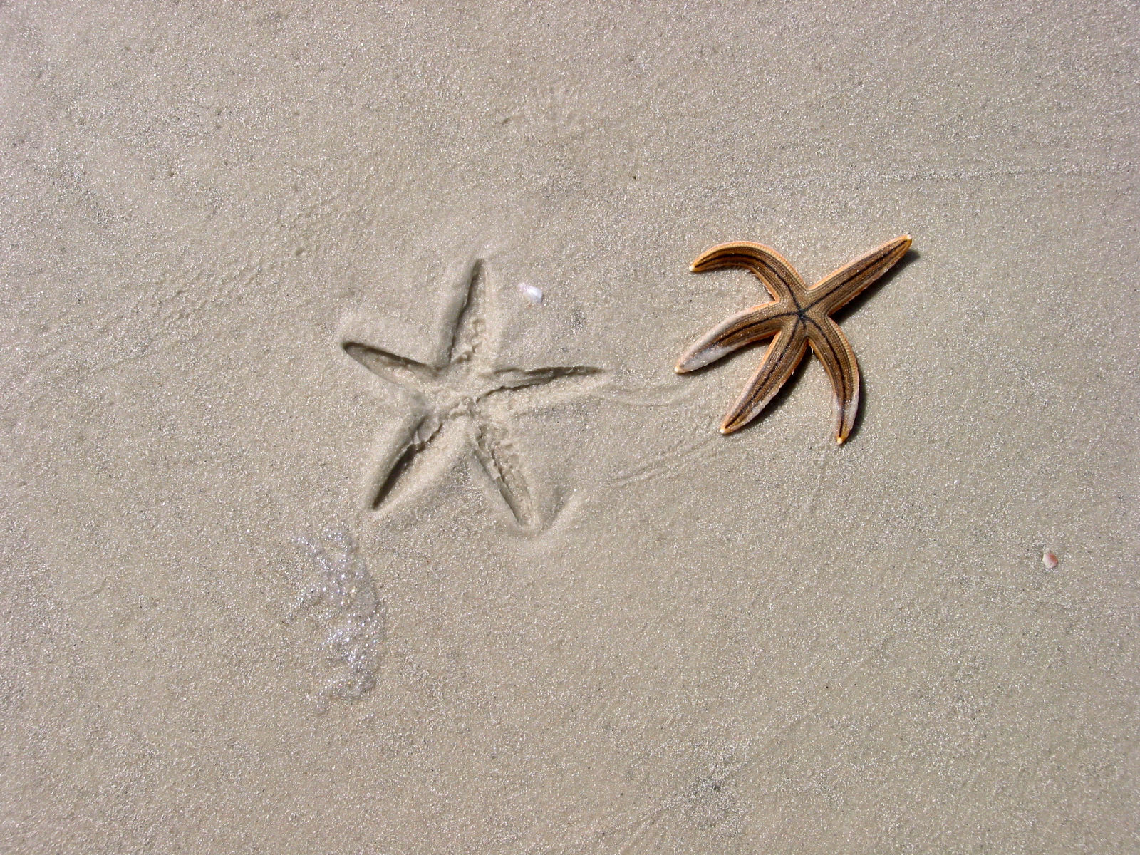 Andralyn de Bagschaghe