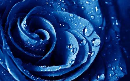 Blue2Rose