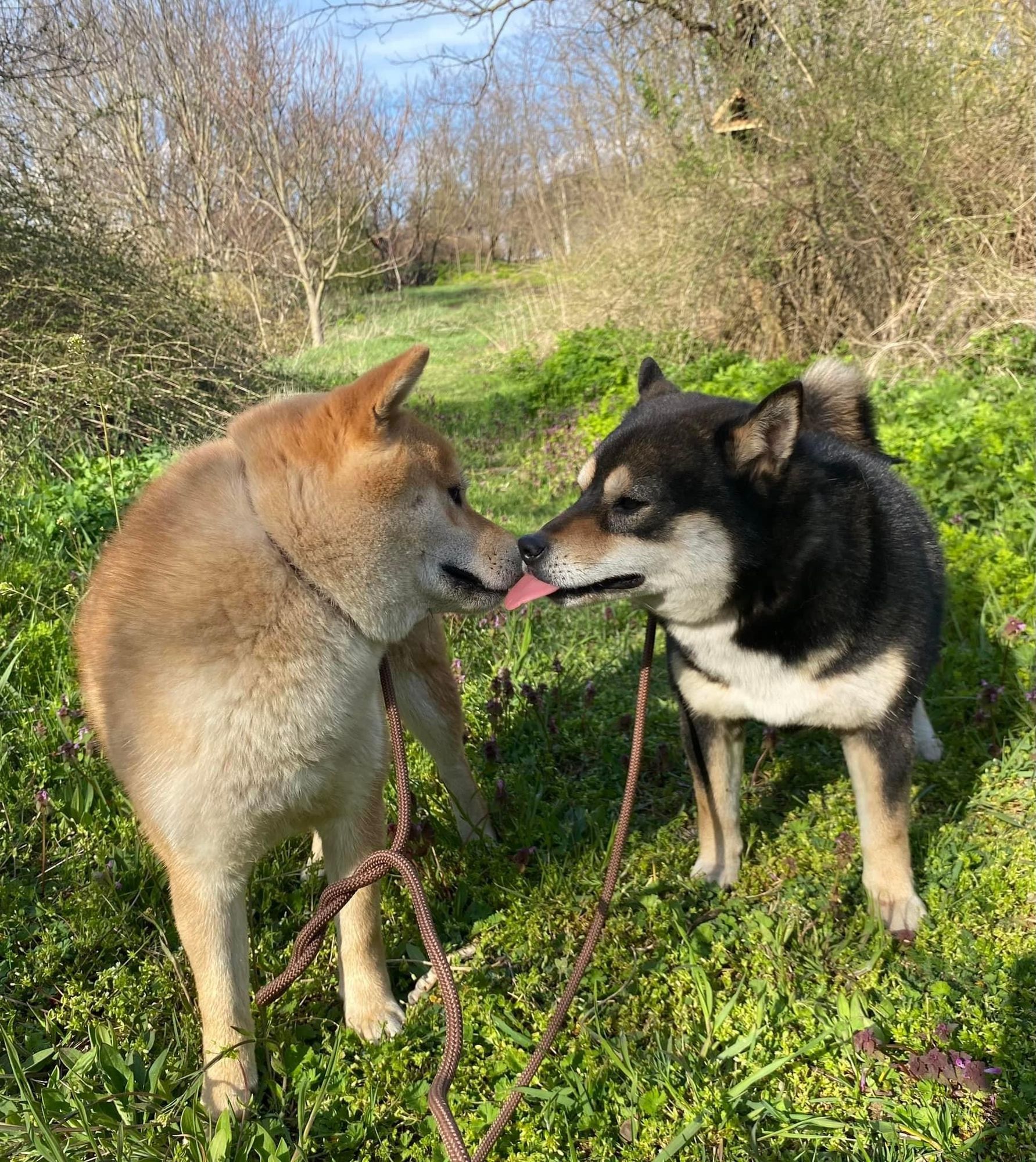 Snuggles ( Aniki and Mikasa ) 