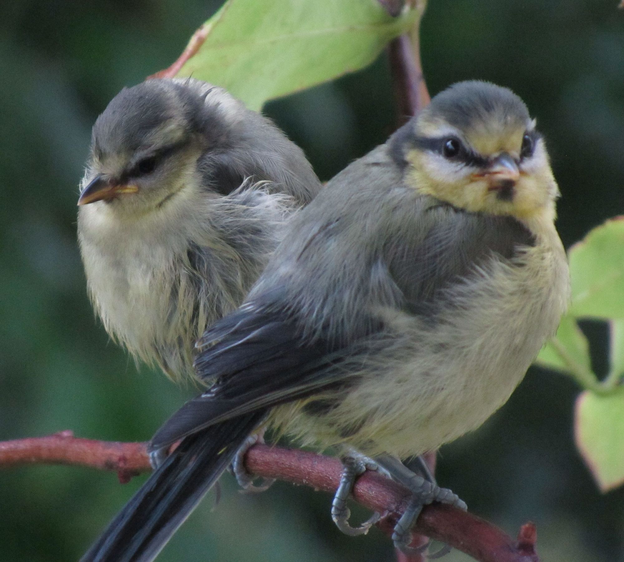by Jon Klassen, storybook illustration