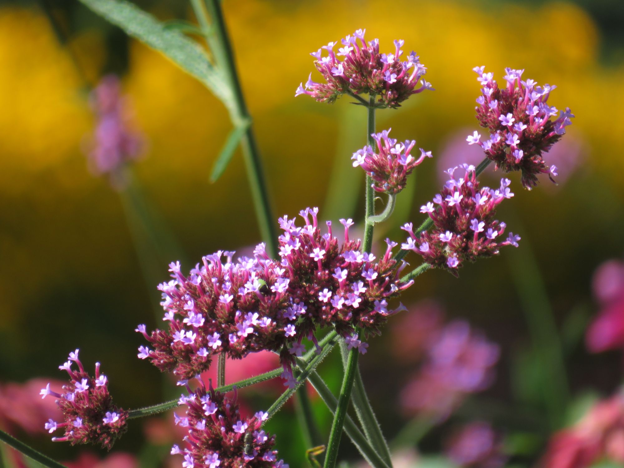 wildflowers, by Gustav Klimt, Anna Silivonchik, Frances MacDonald McNair, Lucy Grossmith and Margaret MacDonald Mackintosh, very expressive,...