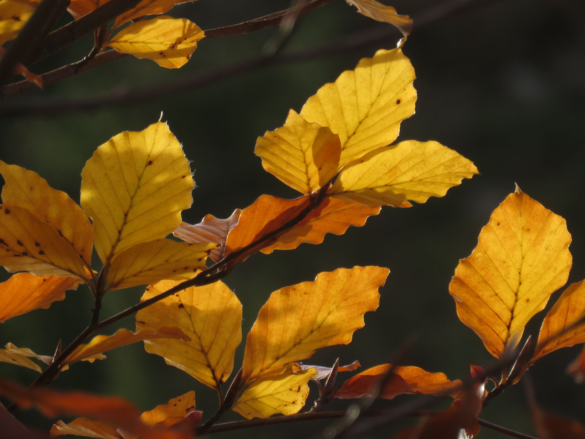 beautiful bird, by Yoann Lossel, Alexander Jansson and Gustav Klimt, meticulous, intricate, entangled, intricately detailed