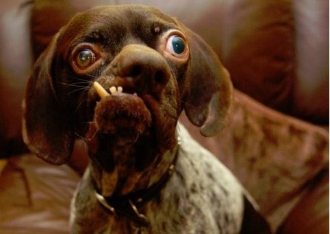 T'as pris un truc, Milou ?