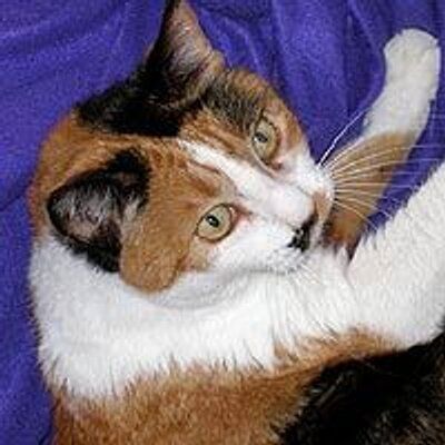 Pussreboots