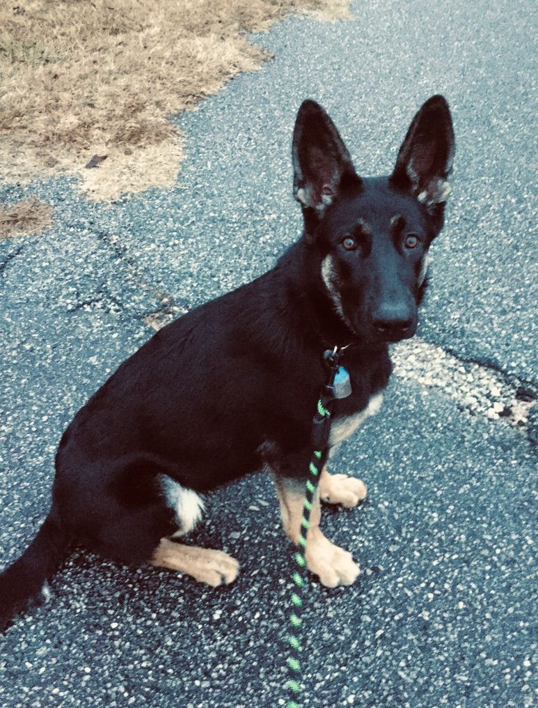 Laika_The_GSD