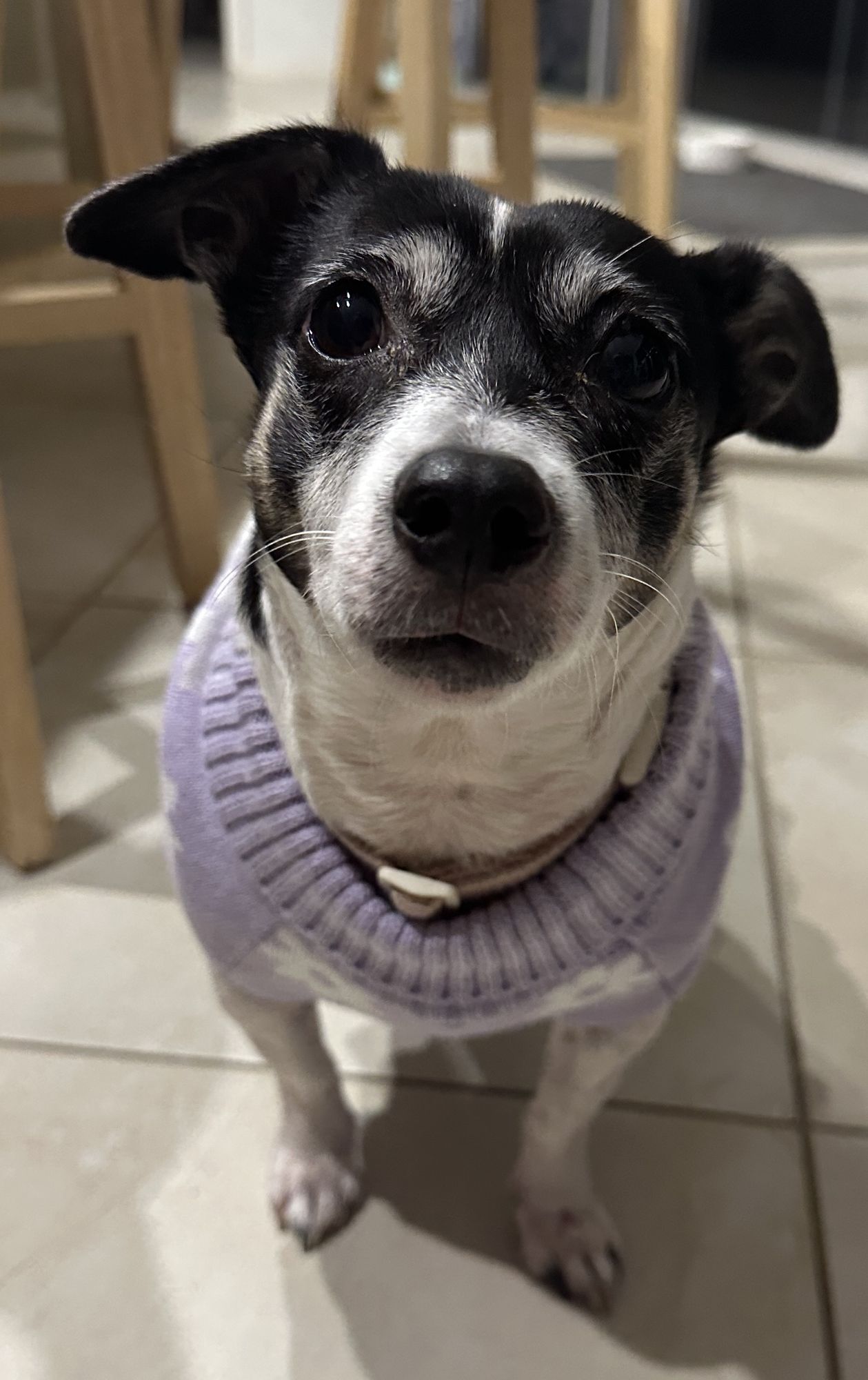 Great a pic of my dog having a bath and looking very regal that I can use as artwork in my bathroom. 