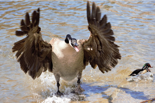 CanadianGoose
