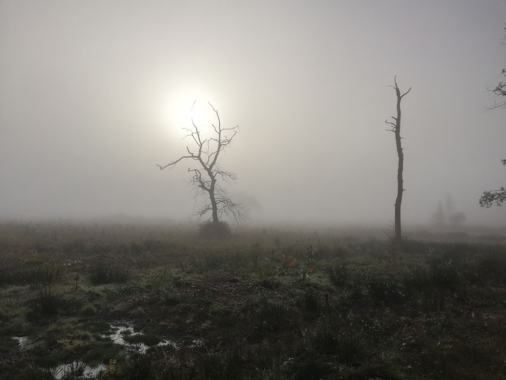 foggy days