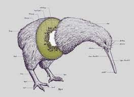 Kiwi_Bird348