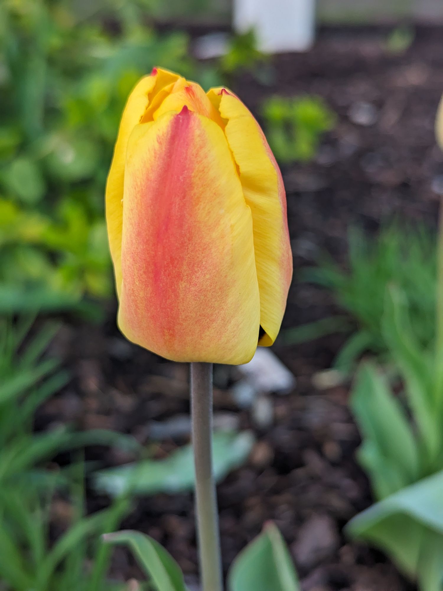 <lora:Macabre:1.0> Tulip