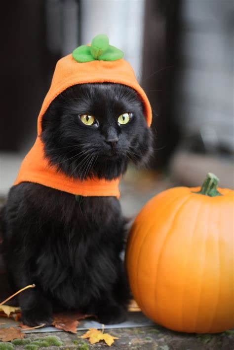 Pumpkincat